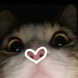 🌟 emoji gatil 🐱 pack by @QuotLyBot Telegram sticker 24 of 48