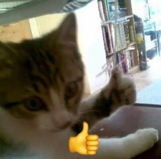 🌟 emoji gatil 🐱 pack by @QuotLyBot Telegram sticker 23 of 48