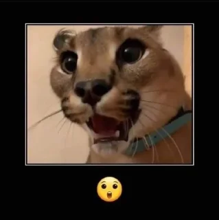 🌟 emoji gatil 🐱 pack by @QuotLyBot Telegram sticker 16 of 48