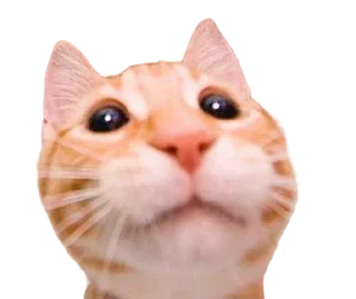 😸 emoji Nusent Set2 Telegram sticker 10 of 70