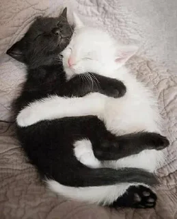 Sticker from Kitties