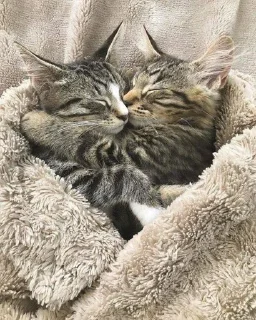 Sticker from Kitties