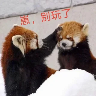 👀 emoji 小熊猫，爬！ Telegram sticker 15 of 42
