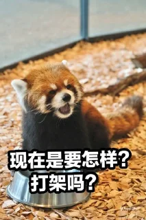 😡 emoji 小熊猫，爬！ Telegram sticker 11 of 42