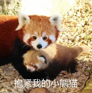 😘 emoji 小熊猫，爬！ Telegram sticker 18 of 42