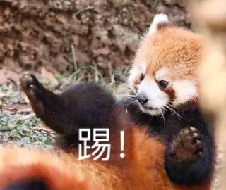 👊 emoji 小熊猫，爬！ Telegram sticker 12 of 42