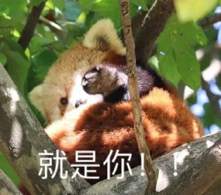 👉 emoji 小熊猫，爬！ Telegram sticker 14 of 42
