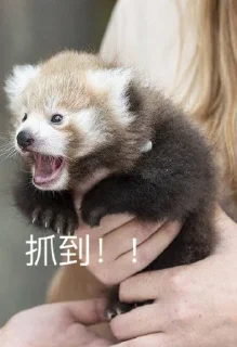 🙀 emoji 小熊猫，爬！ Telegram sticker 13 of 42