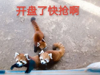 👊 emoji 小熊猫，爬！ Telegram sticker 23 of 42