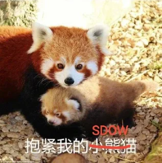 🤪 emoji 小熊猫，爬！ Telegram sticker 21 of 42