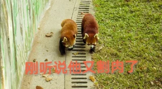 🙈 emoji 小熊猫，爬！ Telegram sticker 24 of 42