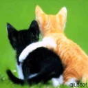 Sticker from Cats 🐈 - By; @Sr_Anonymous