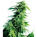 🌿 emoji Drugs By @AdwlpOn Telegram sticker 23 of 70