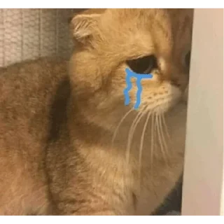 😭 emoji Manu cat Telegram sticker 14 of 53