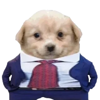 🥳 emoji Stickers bien perrones de Ꮮᴜɪ 𝚉𝚎𝚌𝚜𝚘 Telegram sticker 14 of 104