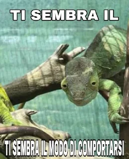 Sticker from Camaleonti 🦎