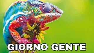 🦎 emoji Camaleonti 🦎 Telegram sticker 5 of 7