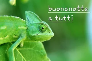 Sticker from Camaleonti 🦎