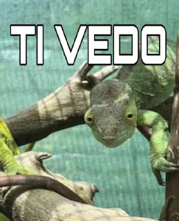 Sticker from Camaleonti 🦎