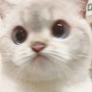 Sticker from 🐱Gatito blanco🐱