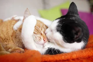 ❤️ emoji Kitties Telegram sticker 6 of 23