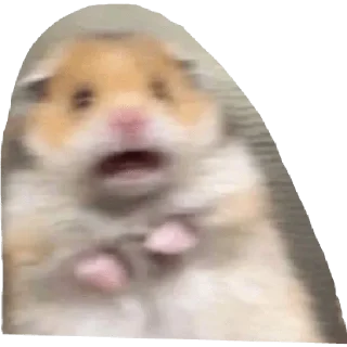 Sticker from Hamster cami