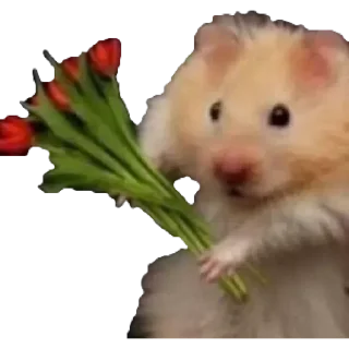 🌹 emoji Hamster cami Telegram sticker 5 of 53