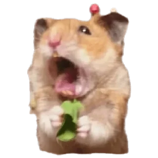 🐹 emoji Hamster cami Telegram sticker 14 of 53