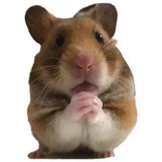 Sticker from Hamster cami