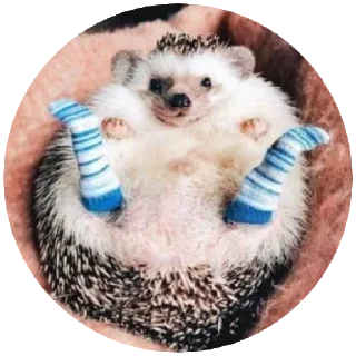 🧦 emoji Hamster cami Telegram sticker 9 of 53