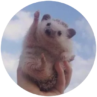 🐹 emoji Hamster cami Telegram sticker 10 of 53