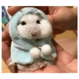 🐹 emoji Hamster cami Telegram sticker 20 of 53