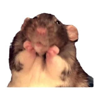 Sticker from Hamster cami