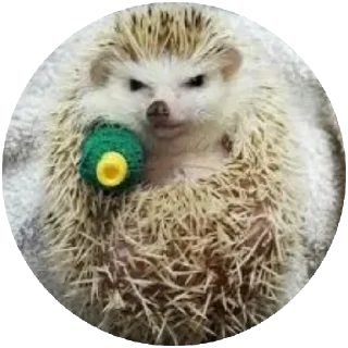 😠 emoji Hamster cami Telegram sticker 8 of 53