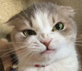 😠 emoji gatitomood Telegram sticker 23 of 72