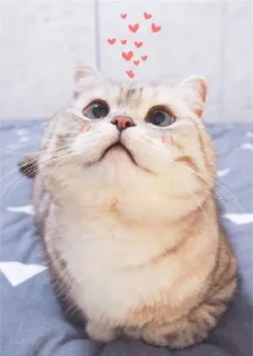 💕 emoji gatitomood Telegram sticker 12 of 72