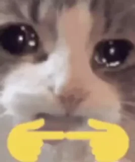 🌟 emoji Danger! Cats Telegram sticker 8 of 120