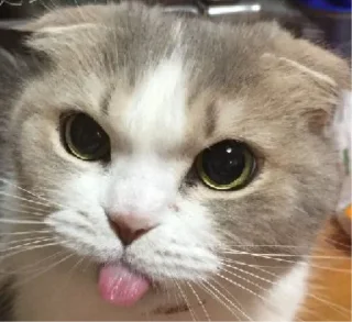 👅 emoji gatitomood Telegram sticker 21 of 72