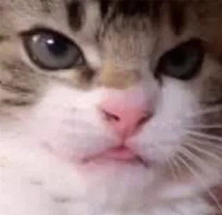 😠 emoji gatitomood Telegram sticker 24 of 72