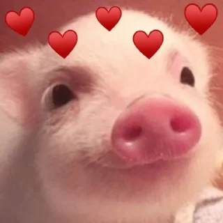 🐽 emoji WʜᴀᴛsAᴘᴘ 2 @EntaoTente Telegram sticker 15 of 120