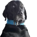 Sticker from Animales2 /edit