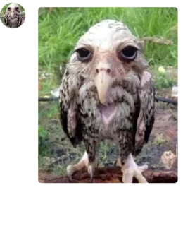 🦉 emoji Richard𓆏's Telegram sticker 13 of 27