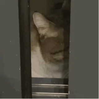 Sticker from 猫猫动图