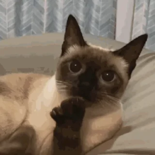 Sticker from 猫猫动图