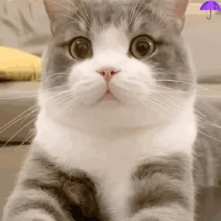 Sticker from 猫猫动图