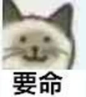 Sticker from @DocOfCard_channel 专用