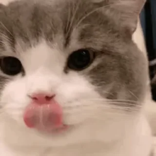 Sticker from 可可爱爱猫猫 @TG771
