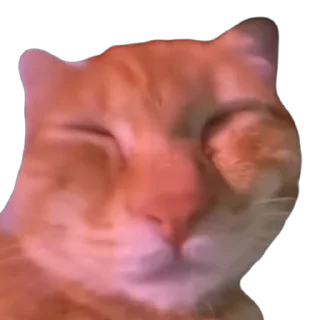 Sticker from 🐱猫meme @sshuiooo