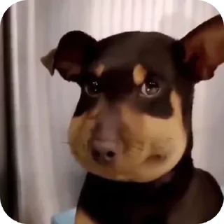 Sticker from Dogs
