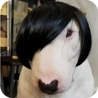 Sticker from Dogs